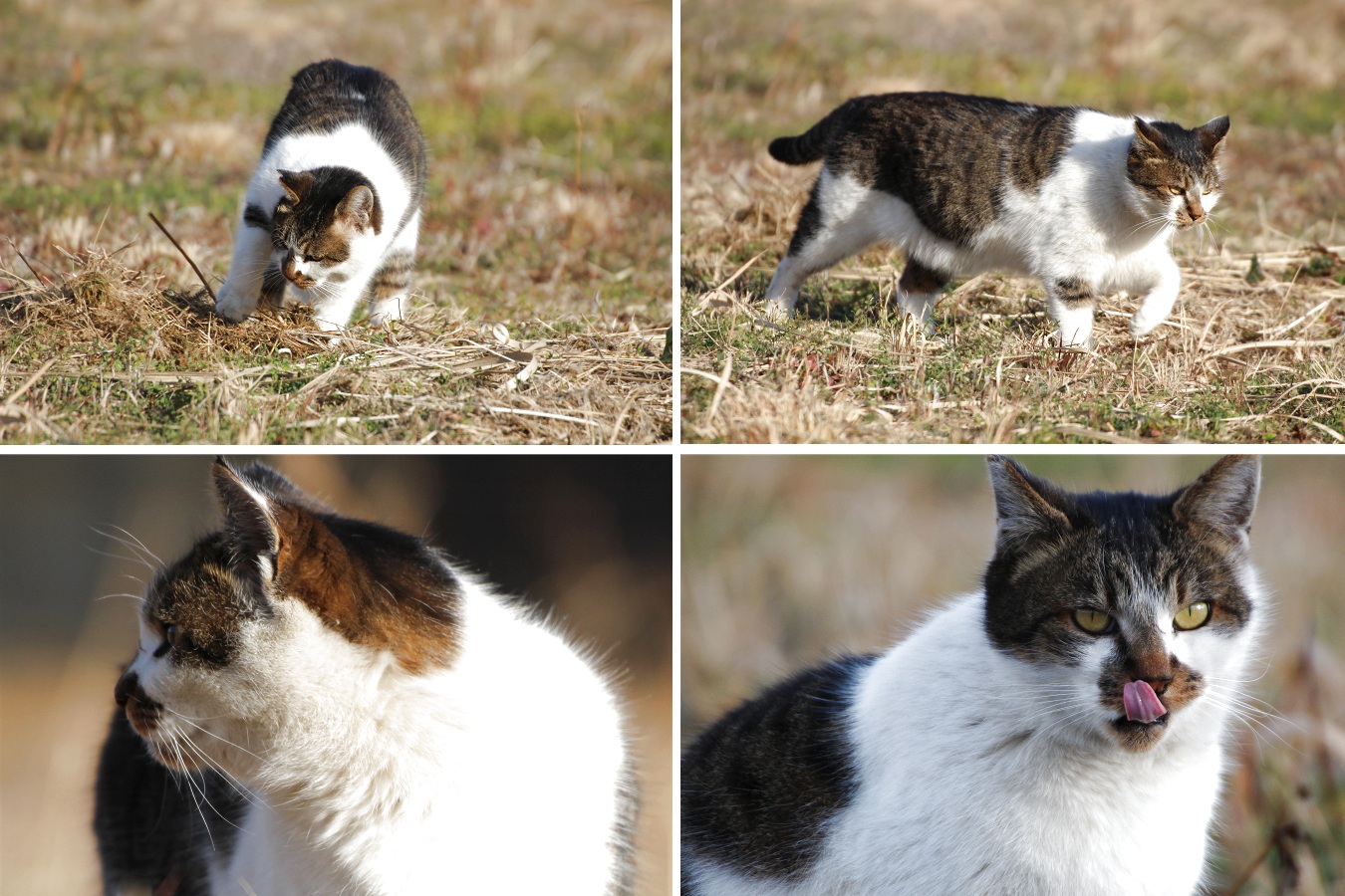 穴を掘って走り舌なめずりする野良猫