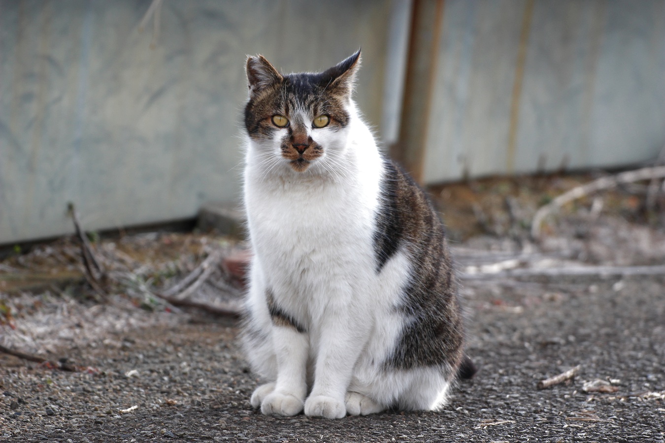 きょとん顔のかわいい猫