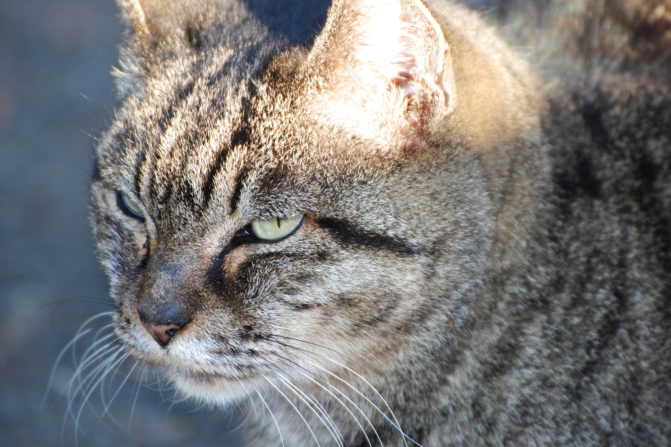 トラ猫の顔アップ