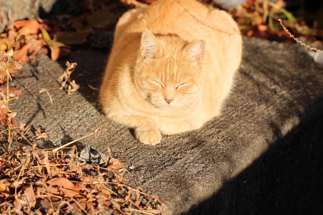 冬に日向ぼっこする茶トラ猫