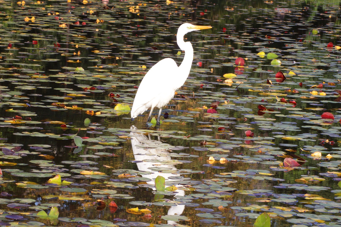 秋色の池に佇むダイサギ