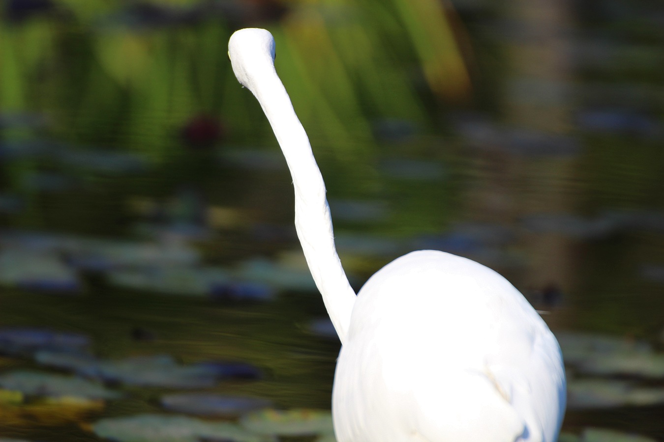 秋の池を歩くダイサギの後ろ姿
