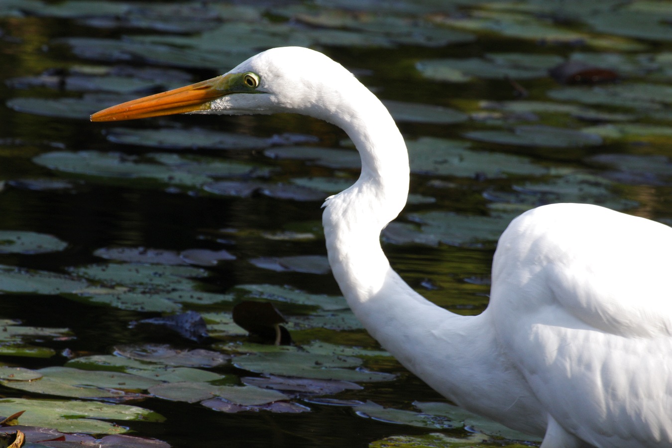 シラサギのダイサギ