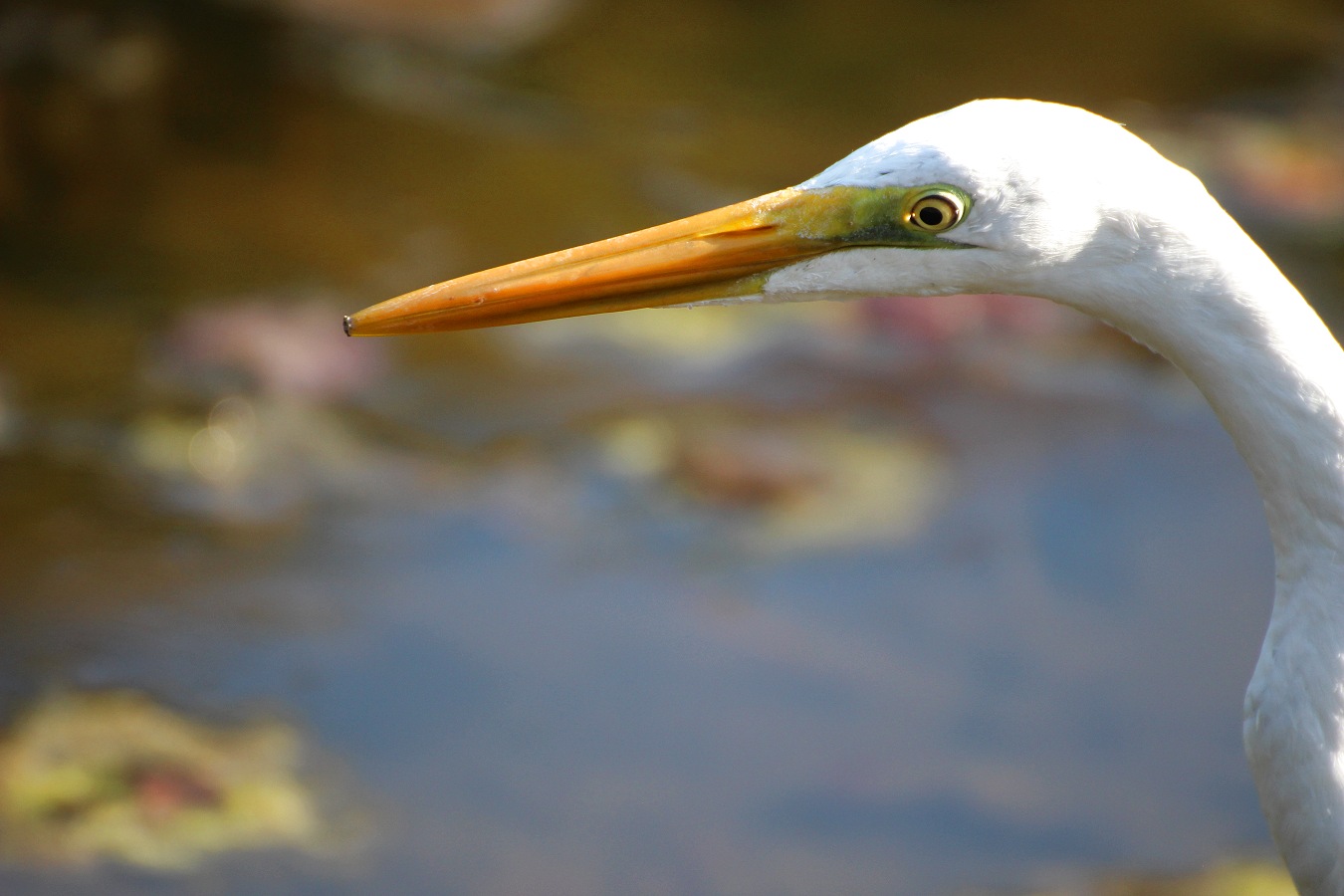 シラサギのダイサギの横顔アップ