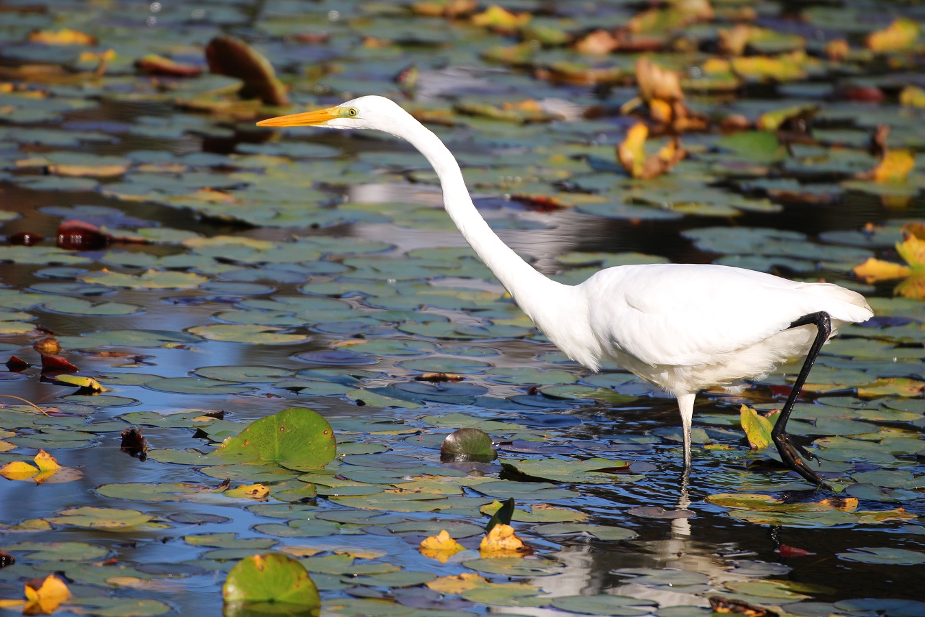 池を歩いて食べ物を探すダイサギ