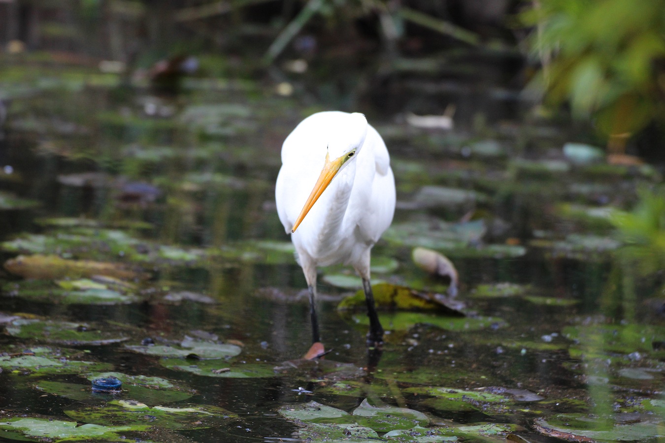 池を歩きながら採餌するダイサギ正面