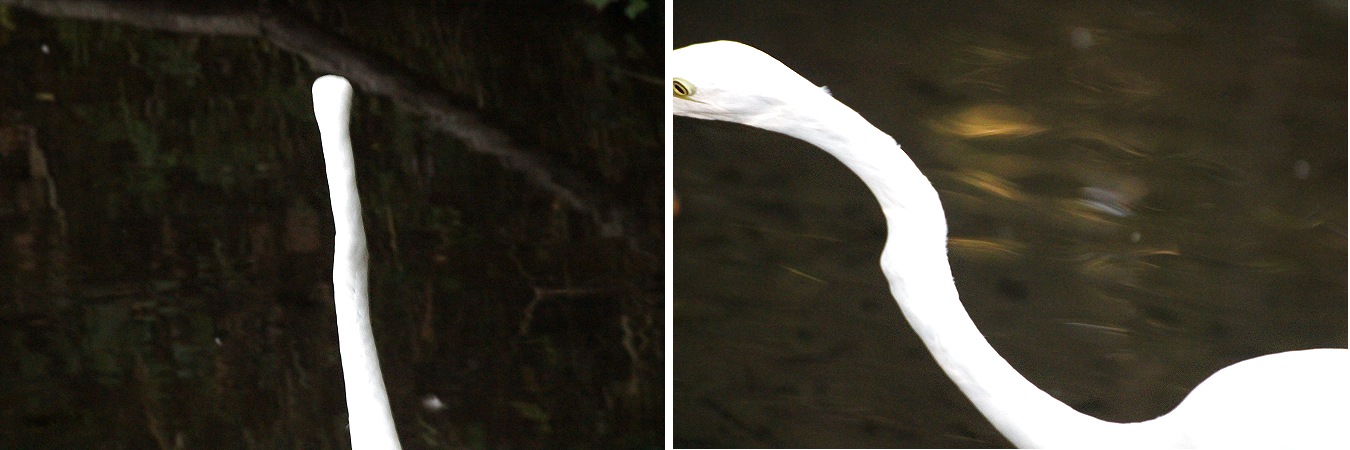 白く長いダイサギの首