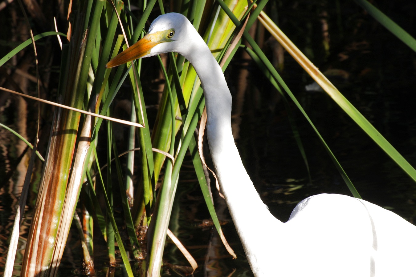 秋の池を歩くシラサギのダイサギ
