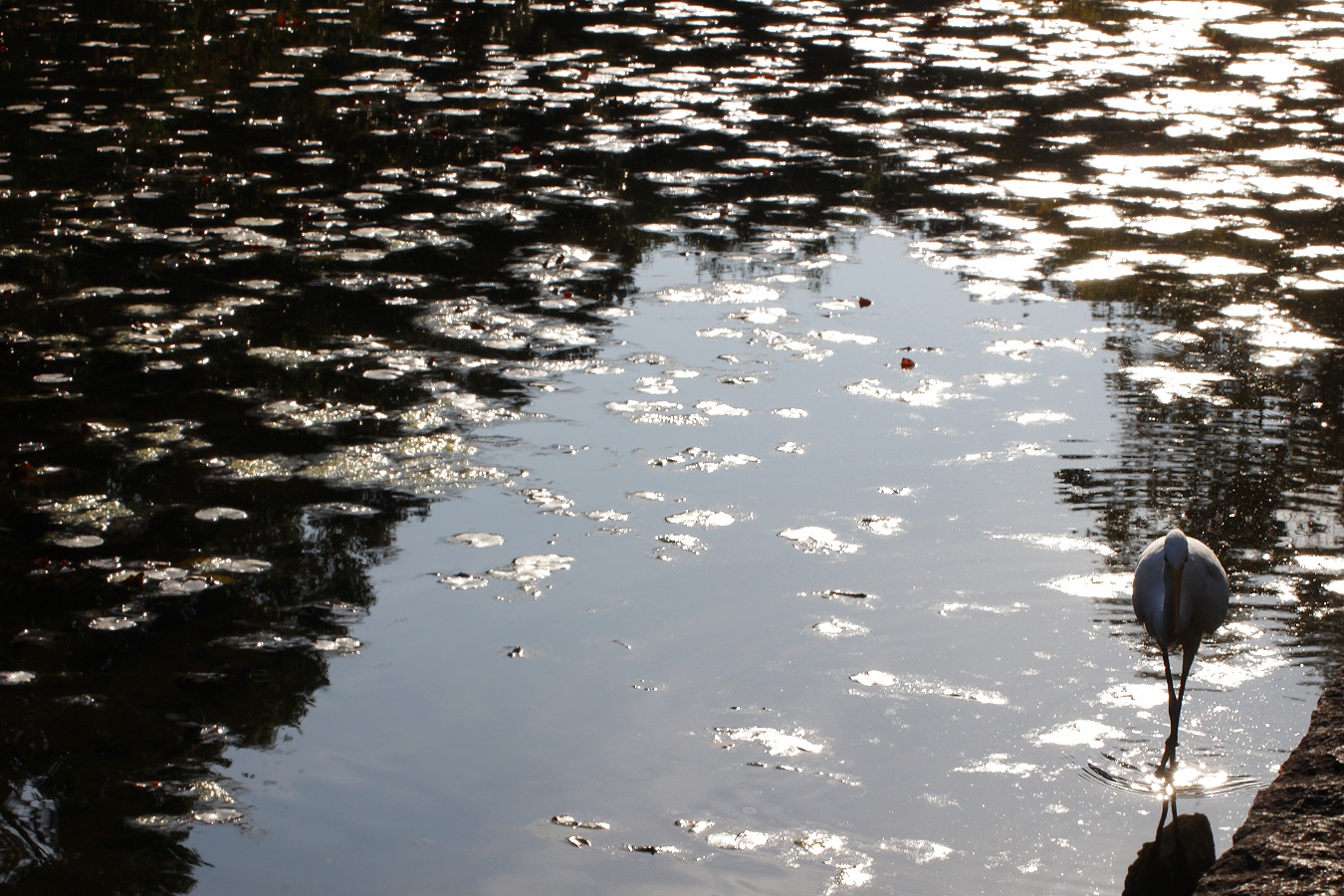 餌を探すシラサギのダイサギ