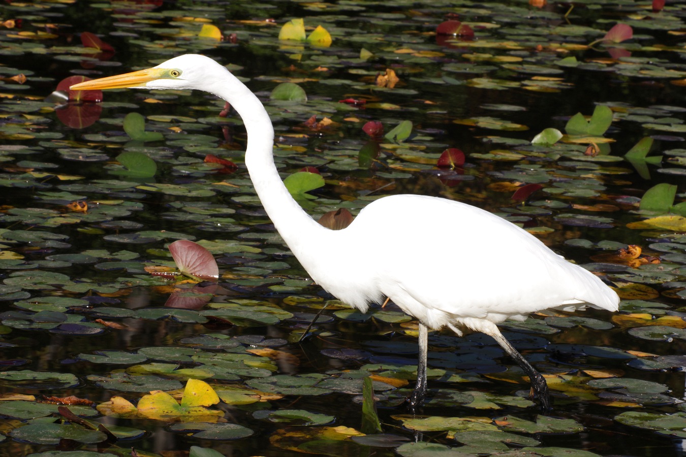 秋の池を歩くシラサギのダイサギ