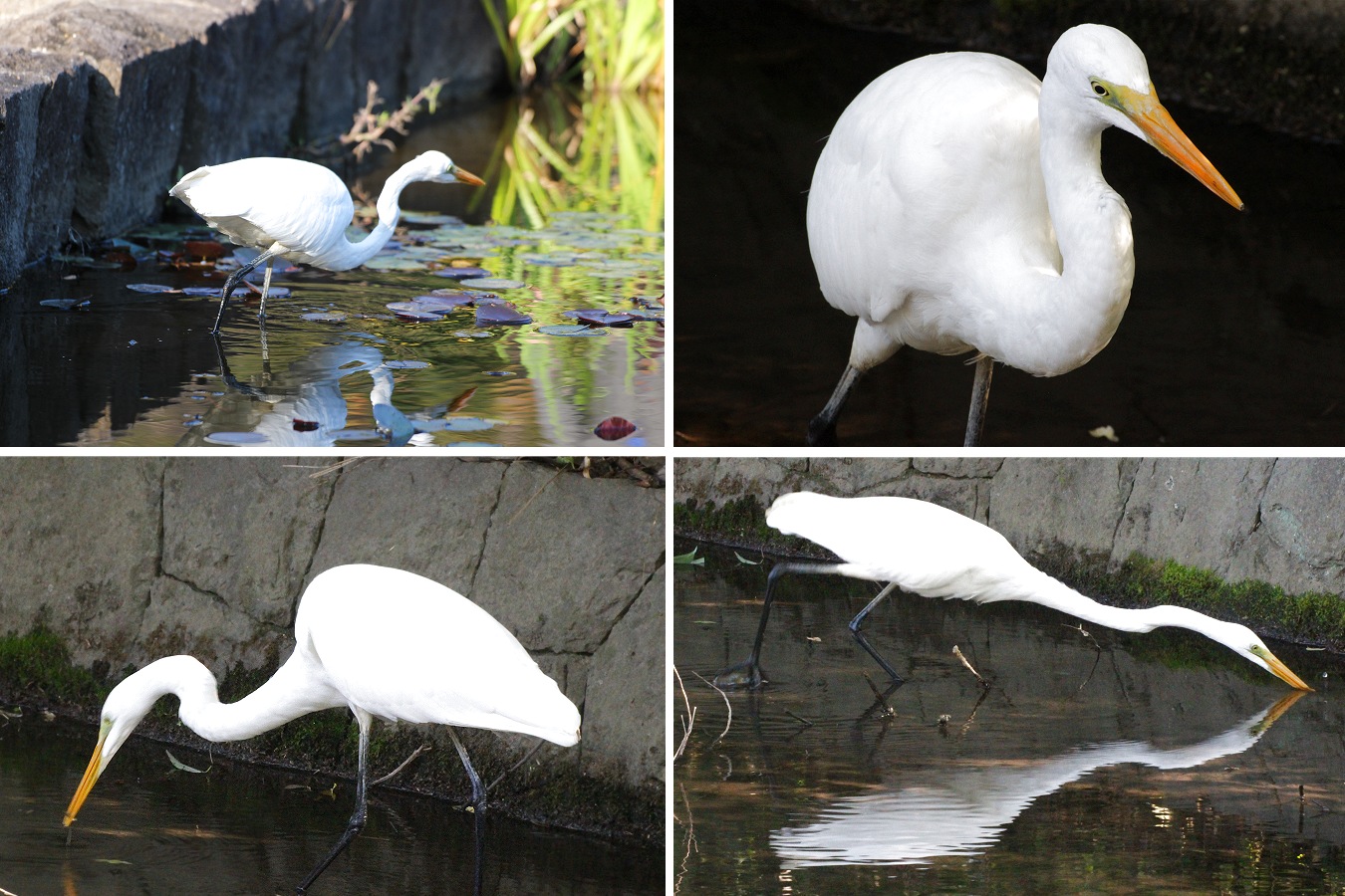 採餌するダイサギ
