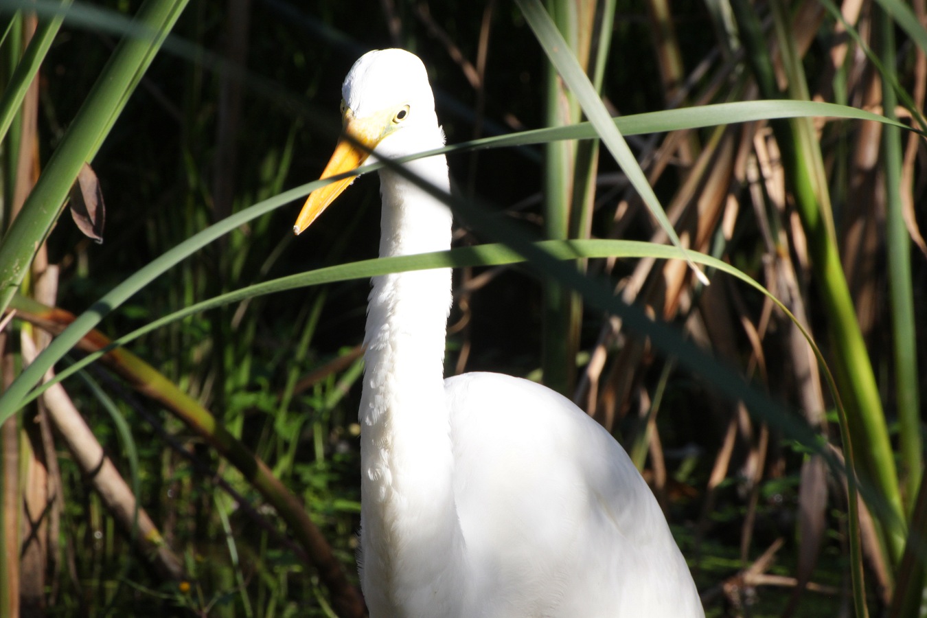 秋の池に佇むダシラサギのダイサギ