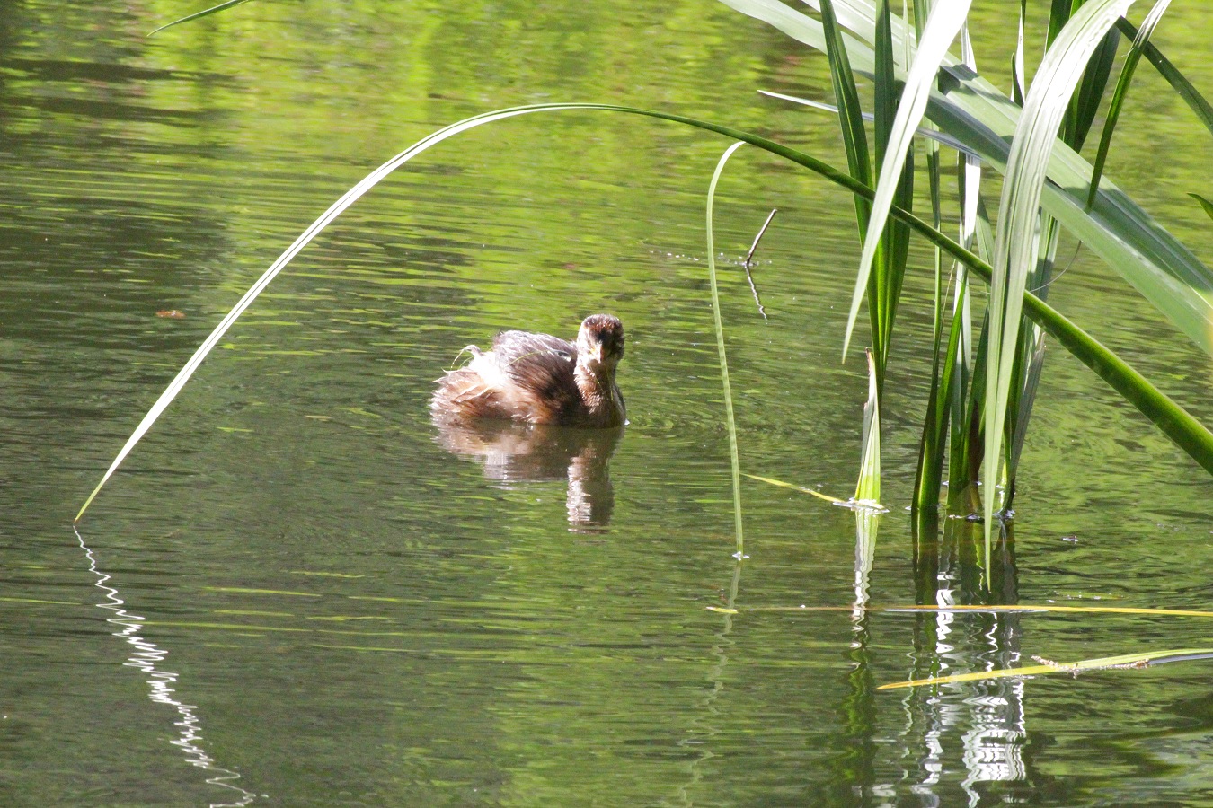 カイツブリのヒナ幼鳥の餌探し