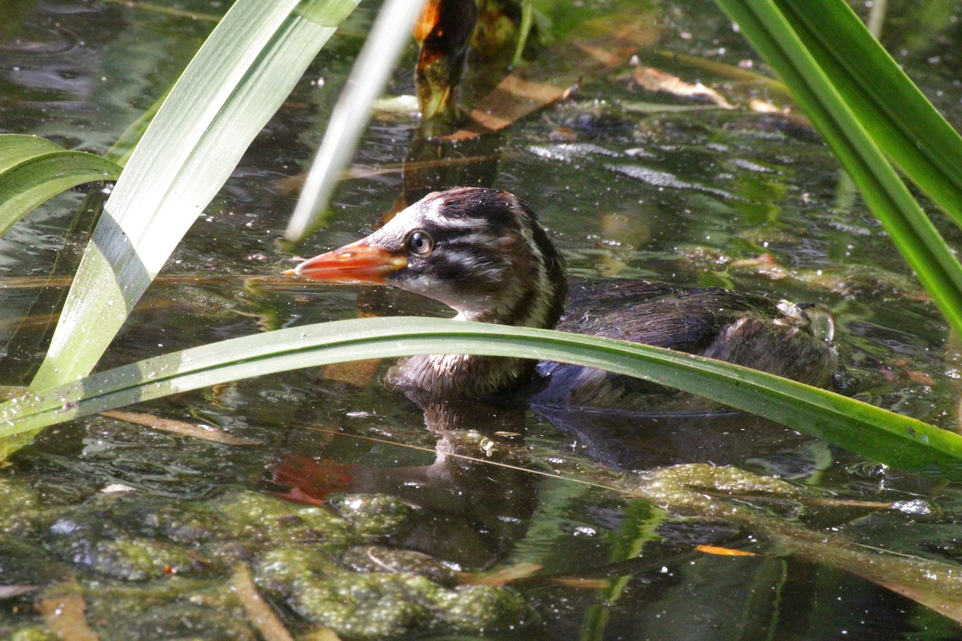 かわいいカイツブリのヒナが幼鳥に成長中
