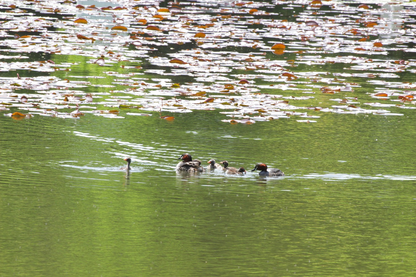 池で連なって泳ぐカイツブリの家族