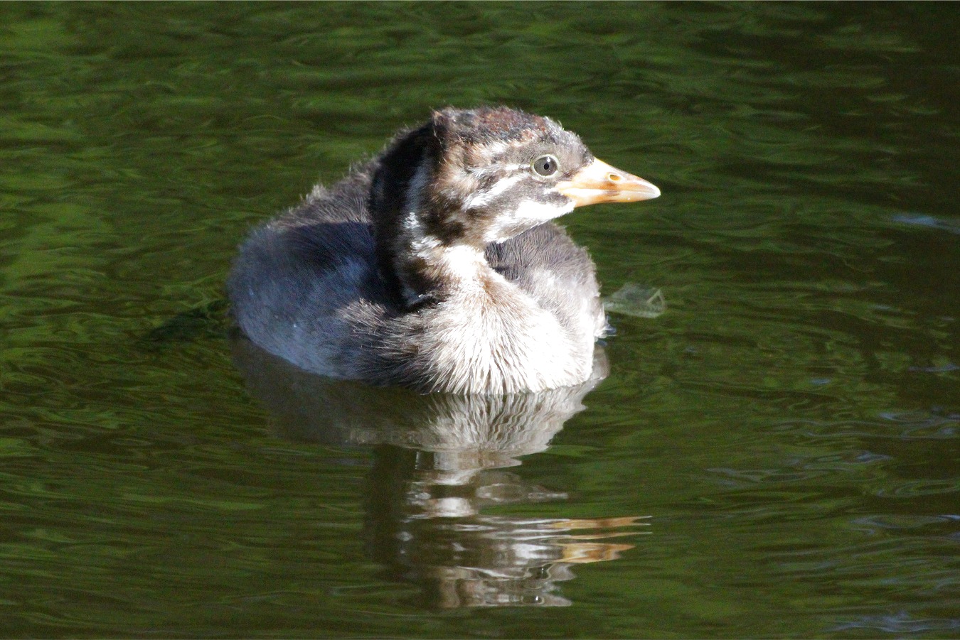 かわいいカイツブリのヒナの横顔