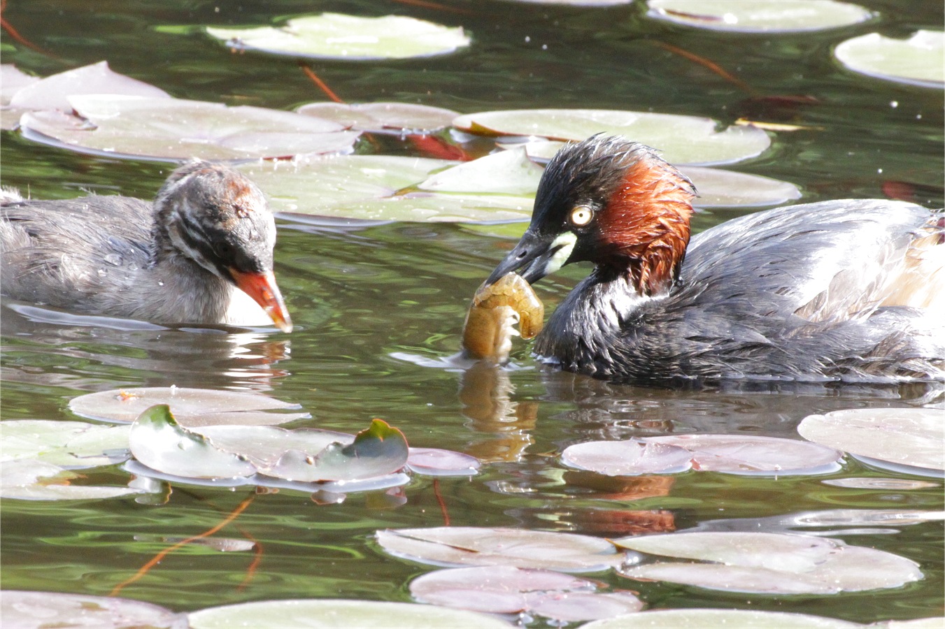 カイツブリのヒナのために水生生物を捕獲する親鳥