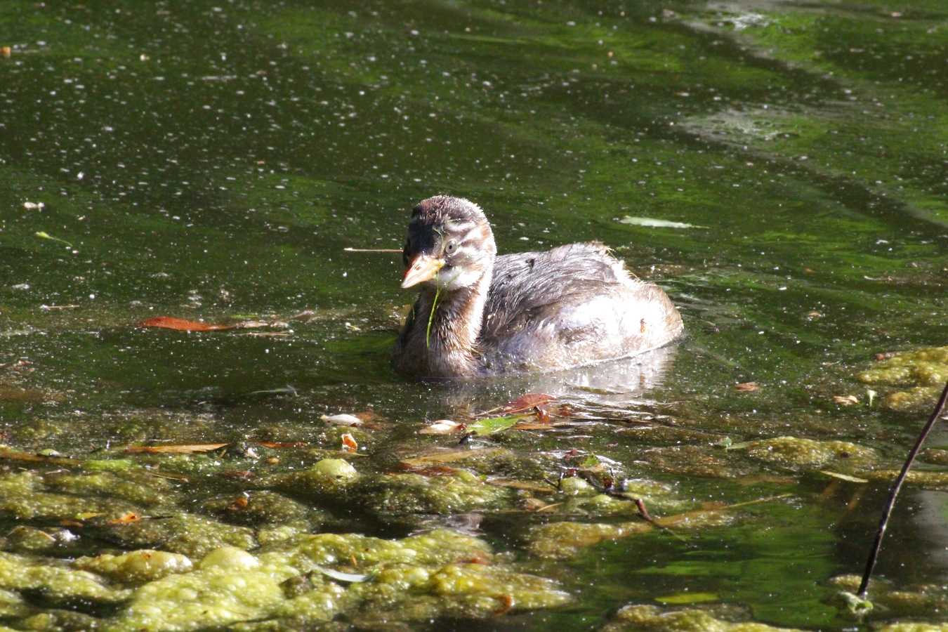 カイツブリのヒナ幼鳥の餌探し