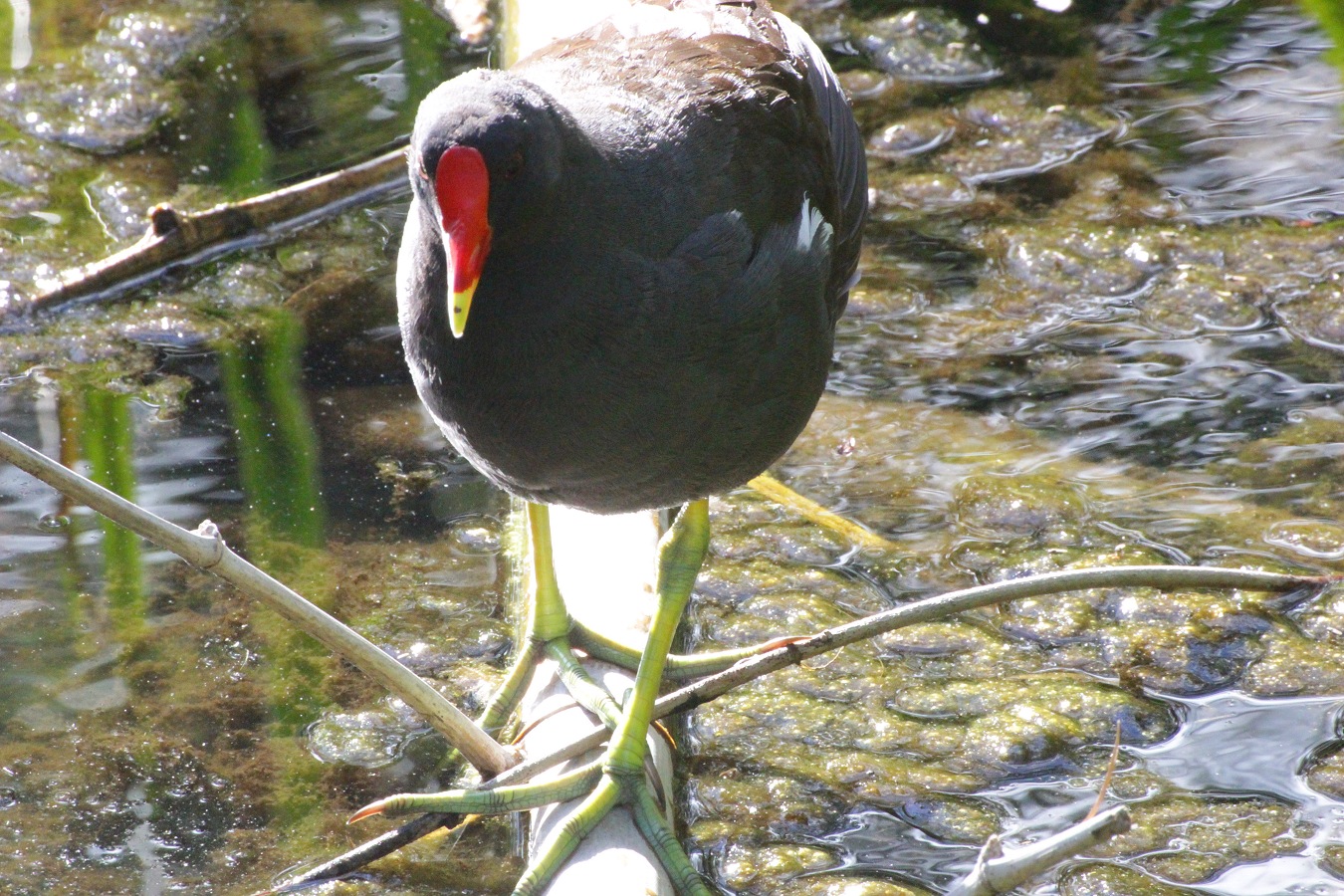 水辺に立つ鳥のバン