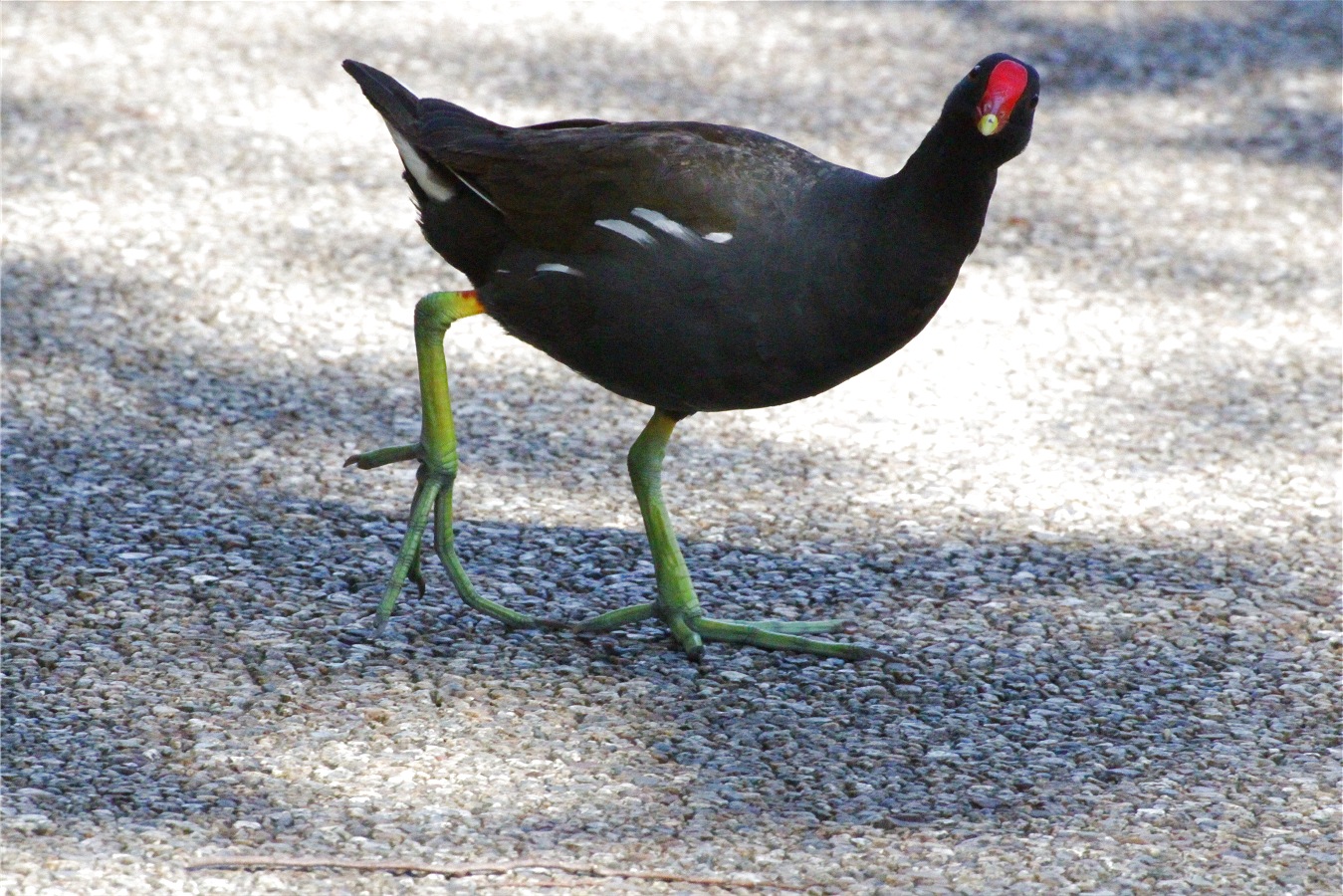 正面を向いて立つバンの成鳥