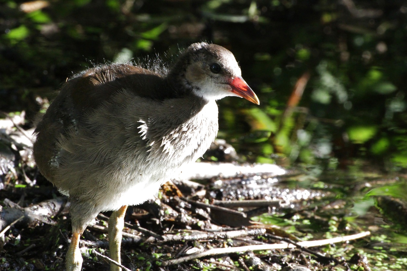 水鳥バンのヒナの餌探し