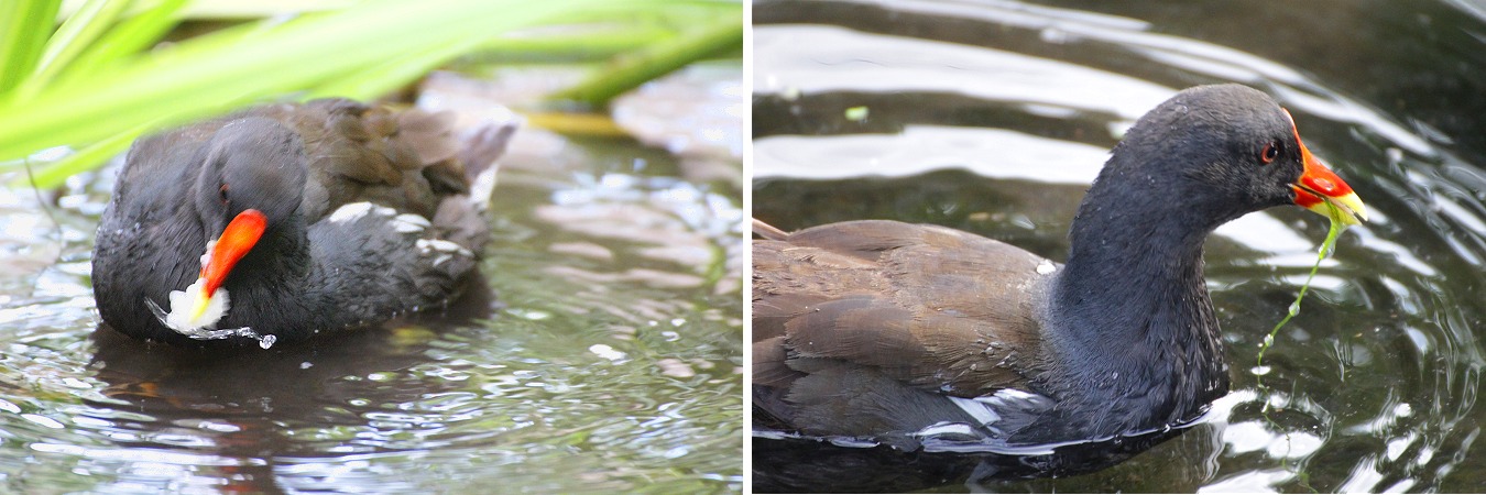 水鳥バンの餌探し