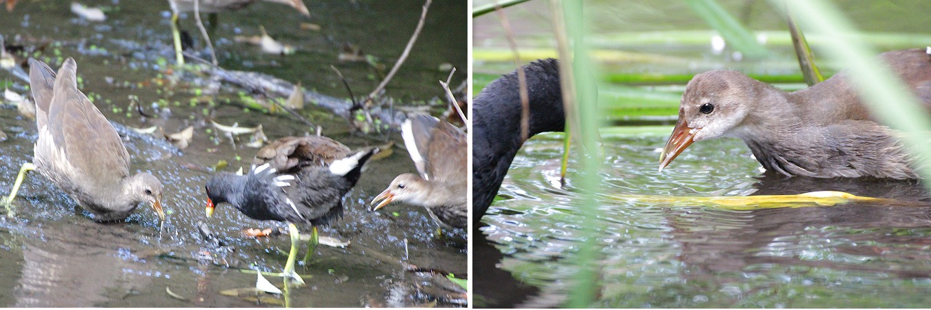 子鳥に餌を与えるバンの親鳥