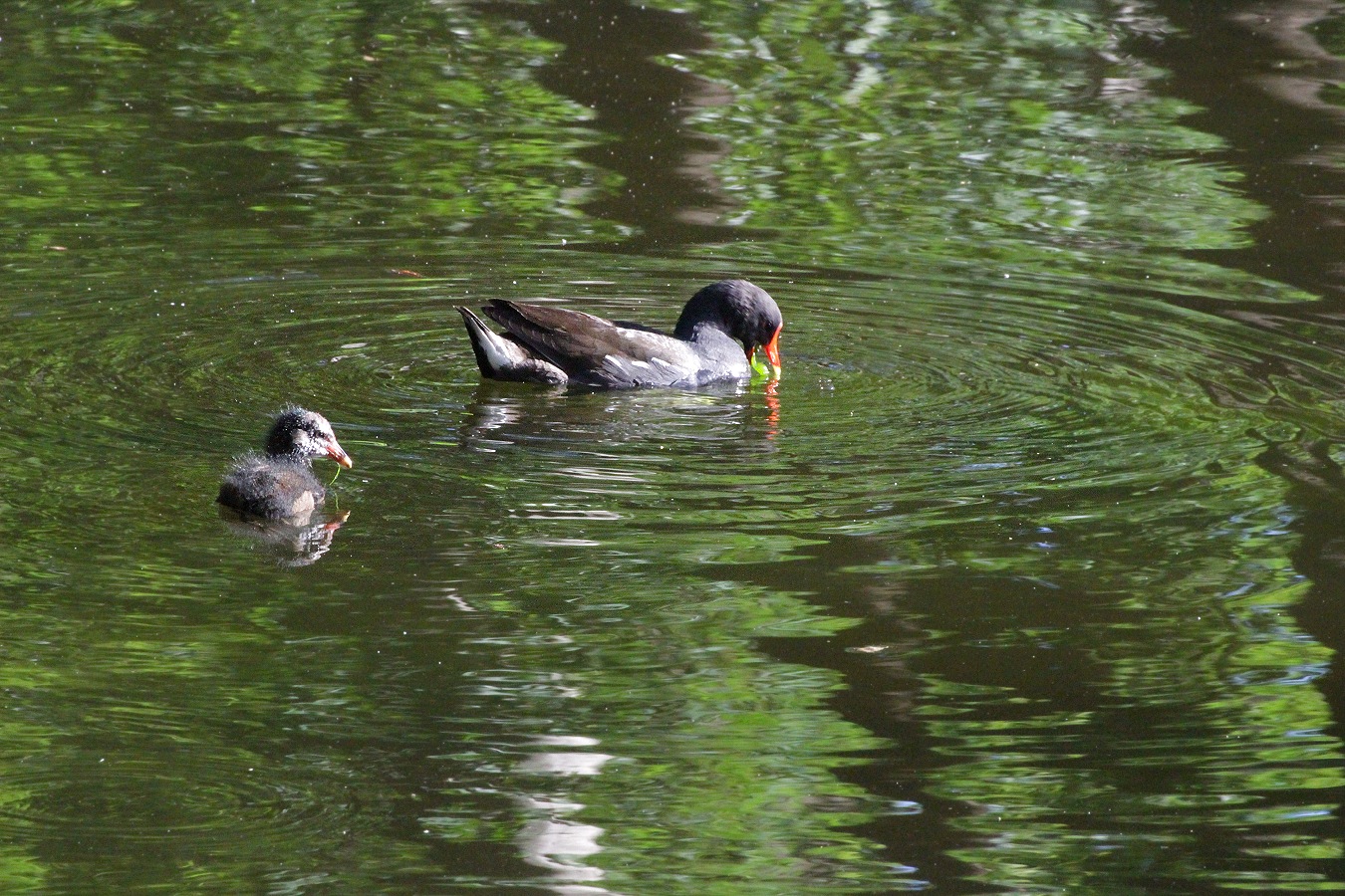 夏の池にてバンの子育て