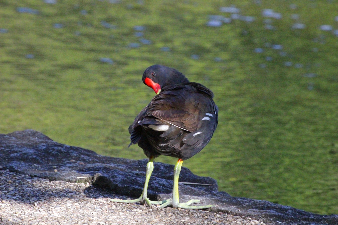 水辺に立ち振り返るバンの親鳥