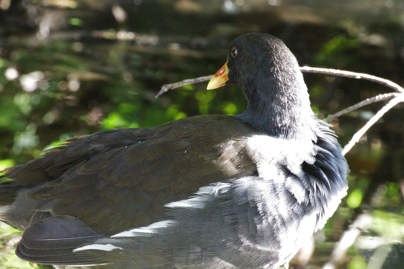 我が子を見守るバンの親鳥の眼差し