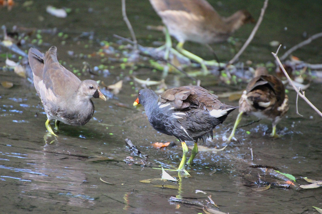水鳥バンの親子