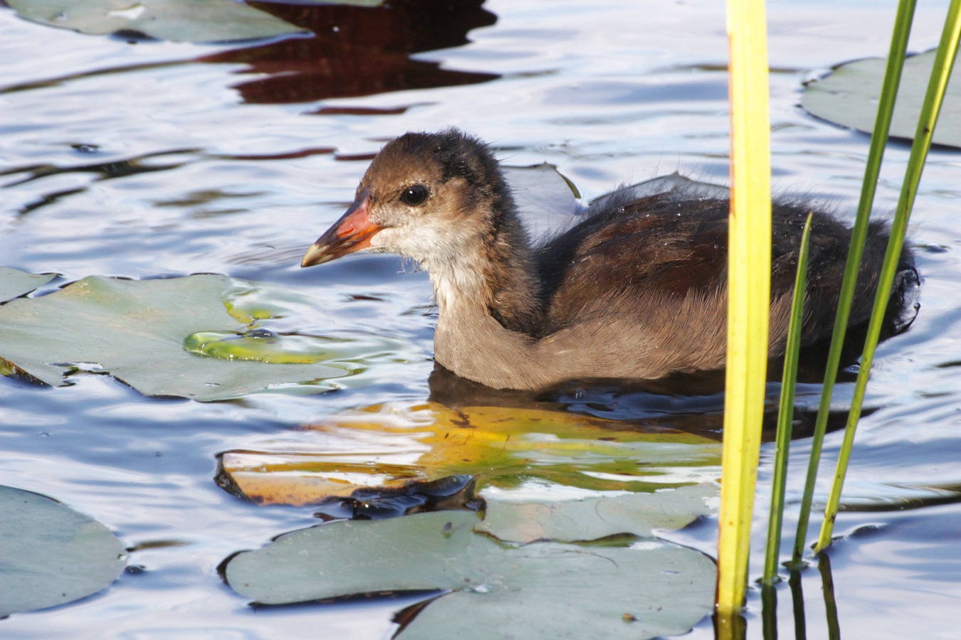 夏の池に浮かぶバンの幼鳥