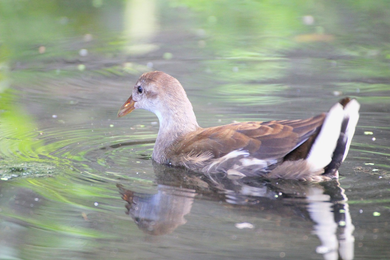 夏の池を泳ぐ水鳥バンの幼鳥