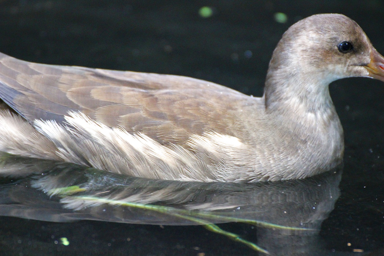 水鳥バンの幼鳥