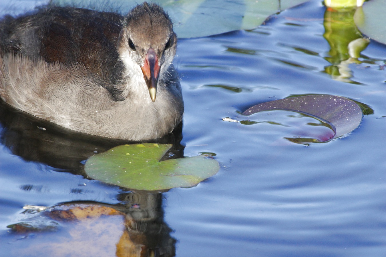 夏の池に浮かぶバンの幼鳥