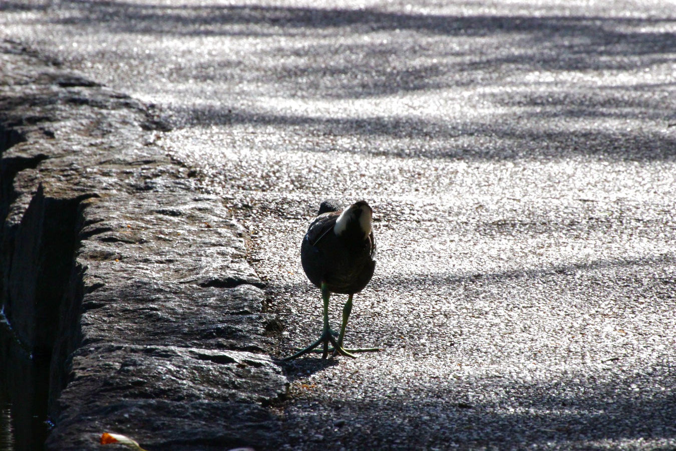 歩くバンの後ろ姿