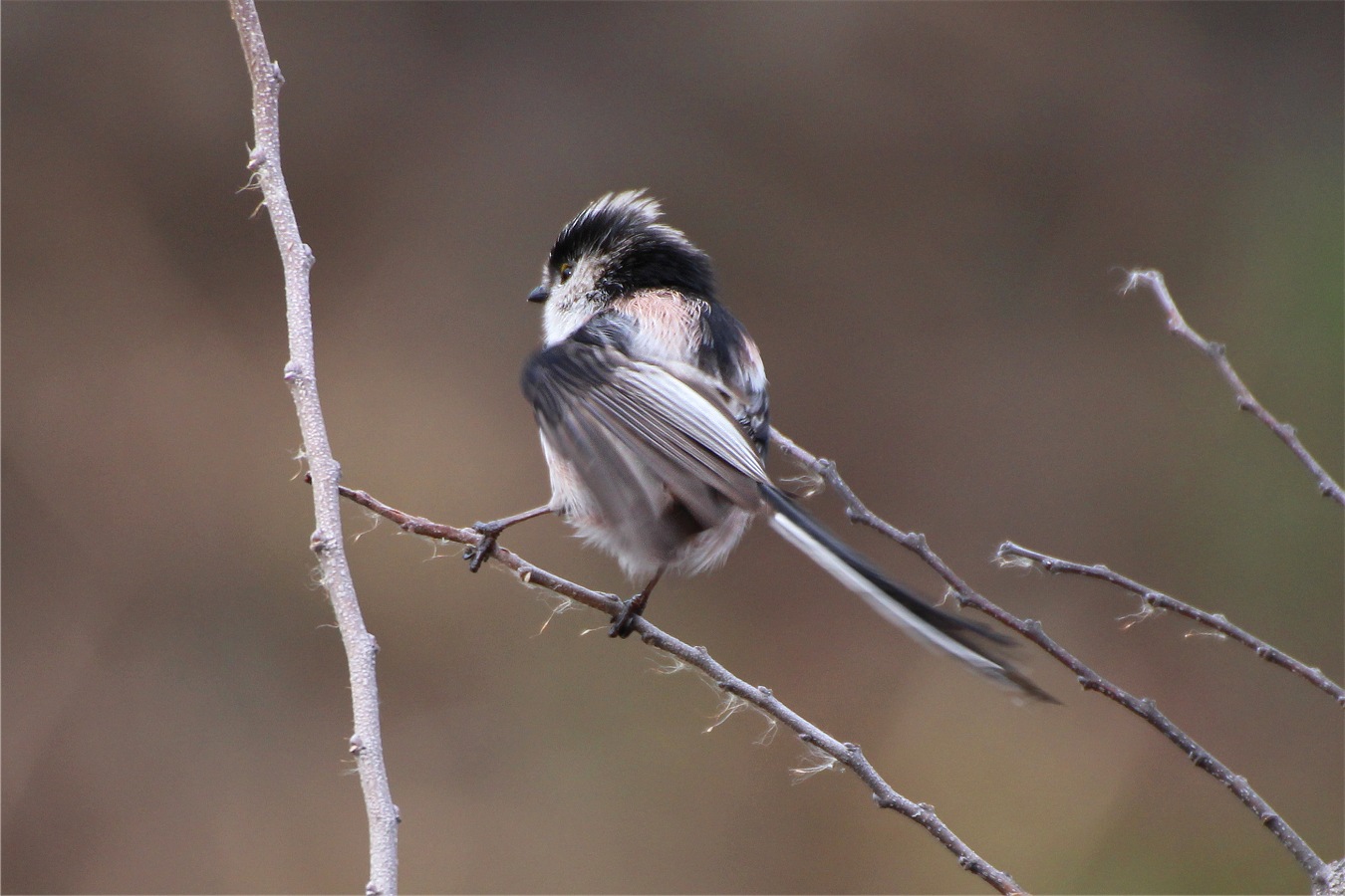 冬のかわいい野鳥エナガ