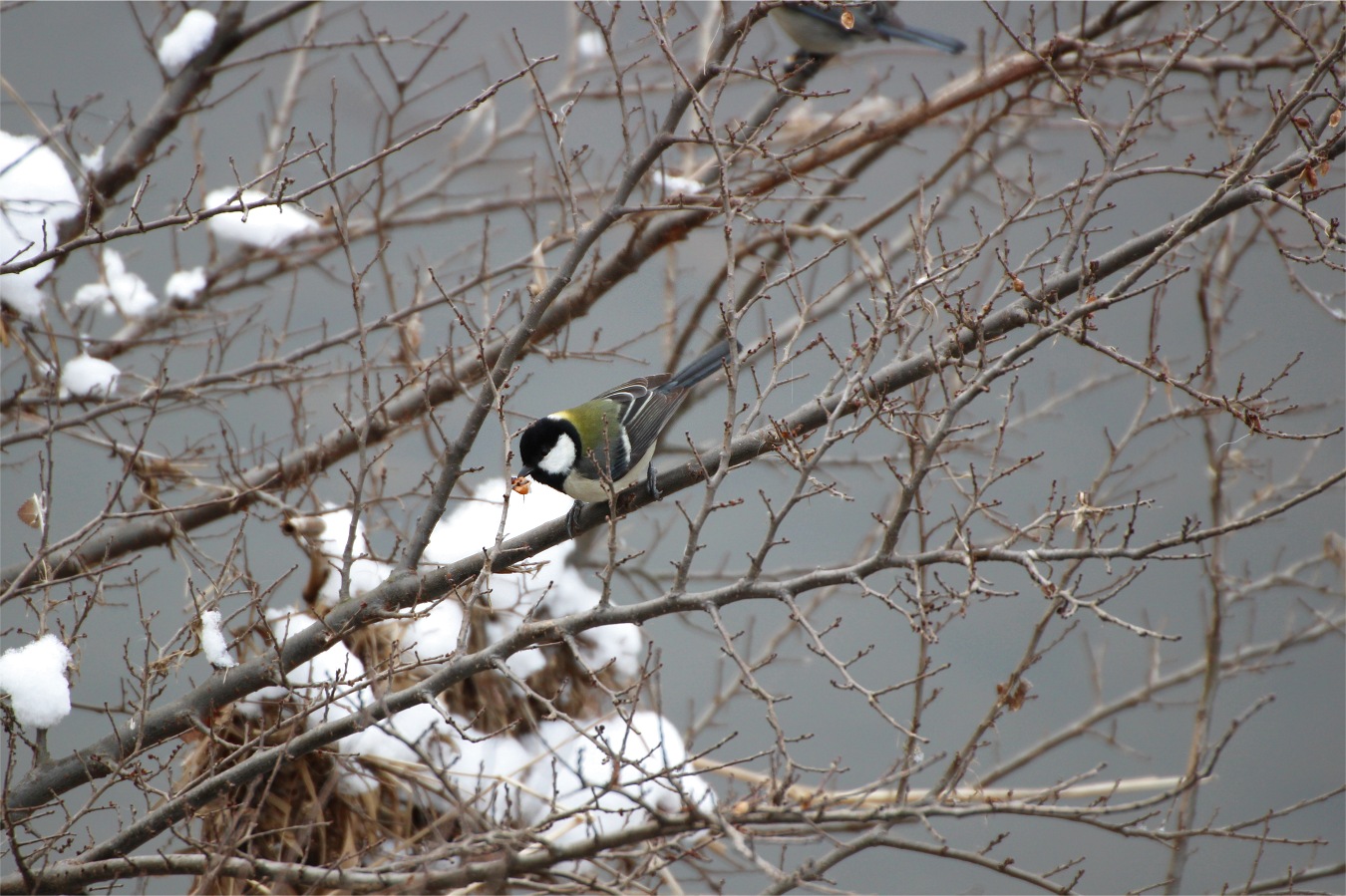 冬木で餌探しをするシジュウカラ