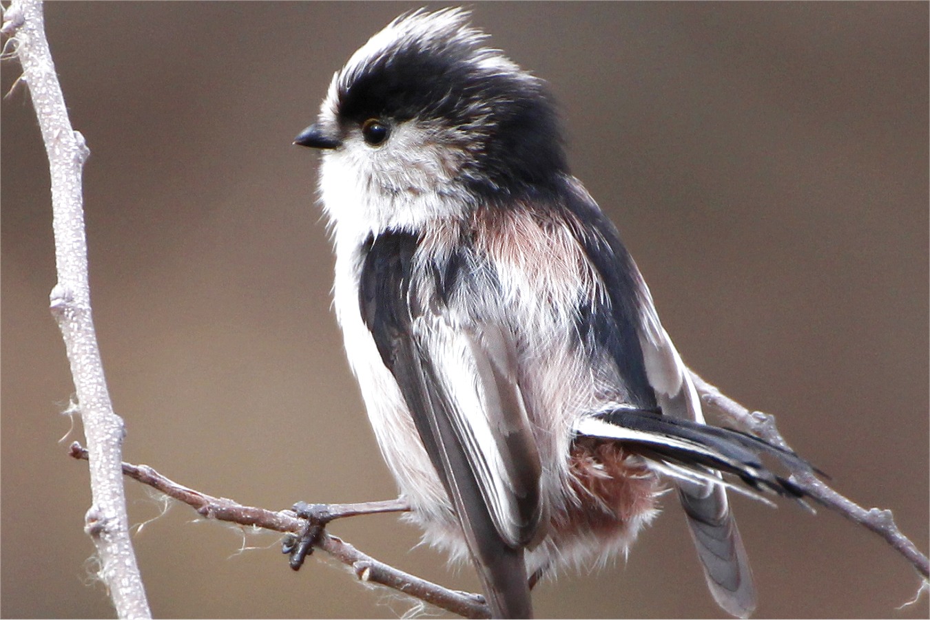 冬のかわいい野鳥エナガ