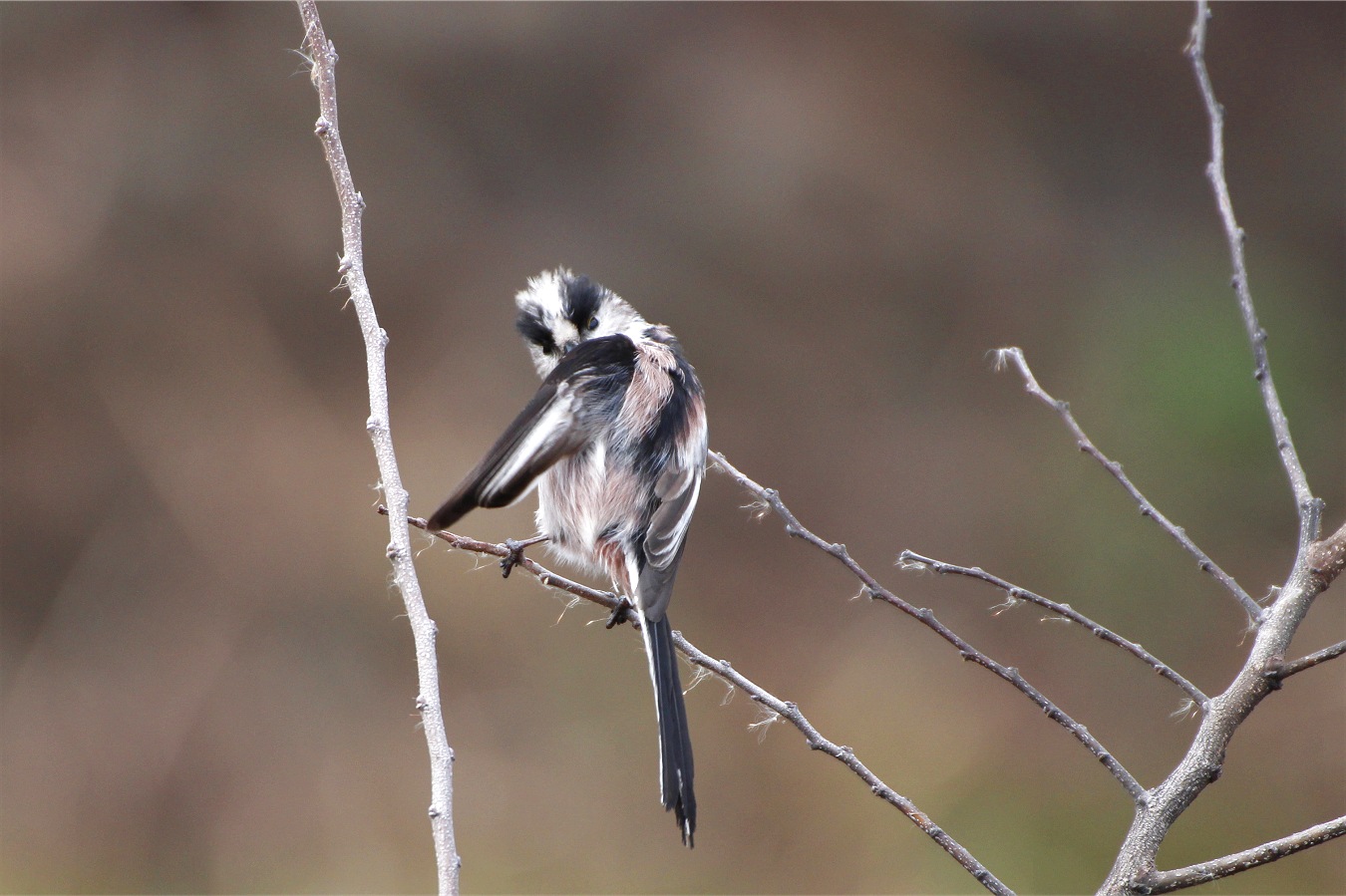 冬木の枝にとまるかわいい野鳥エナガ