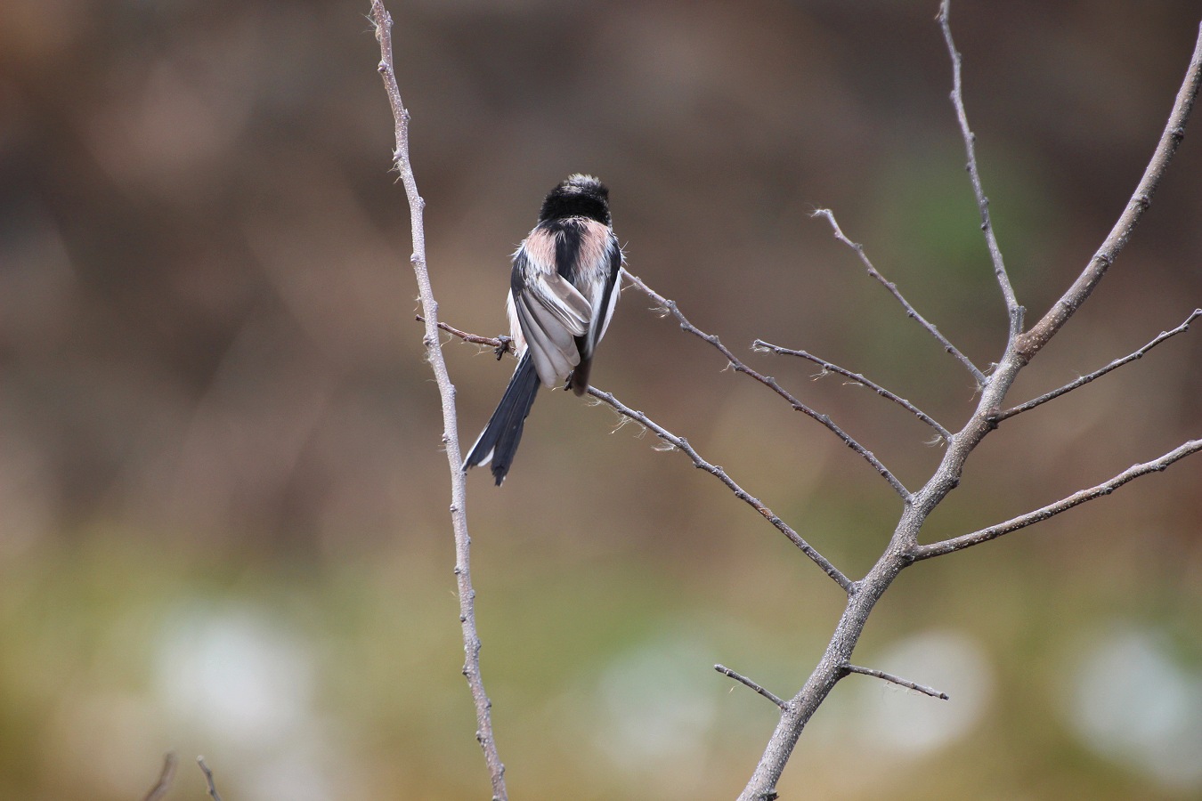 冬木の枝にとまるエナガの後ろ姿