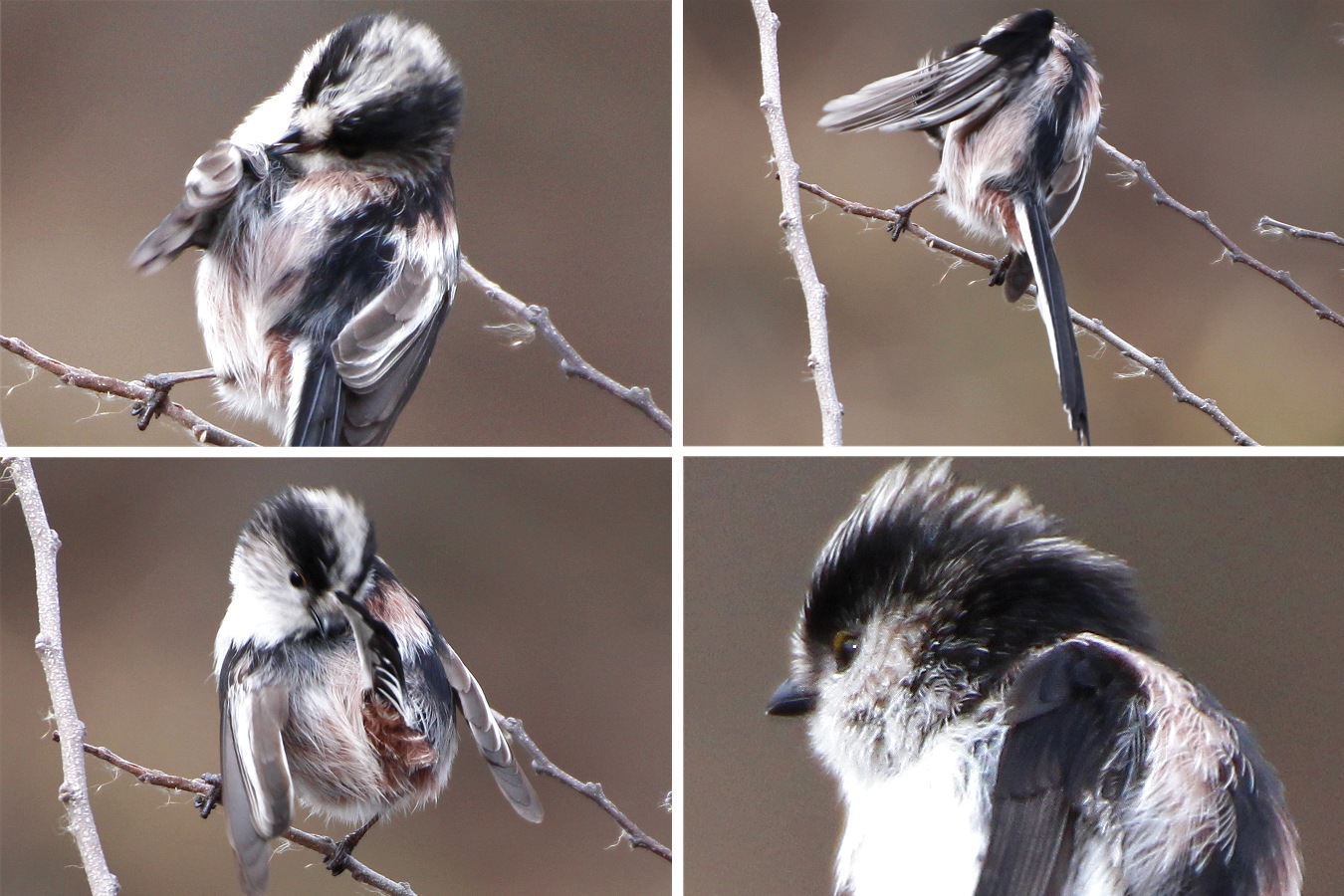 毛づくろいするかわいい野鳥エナガ