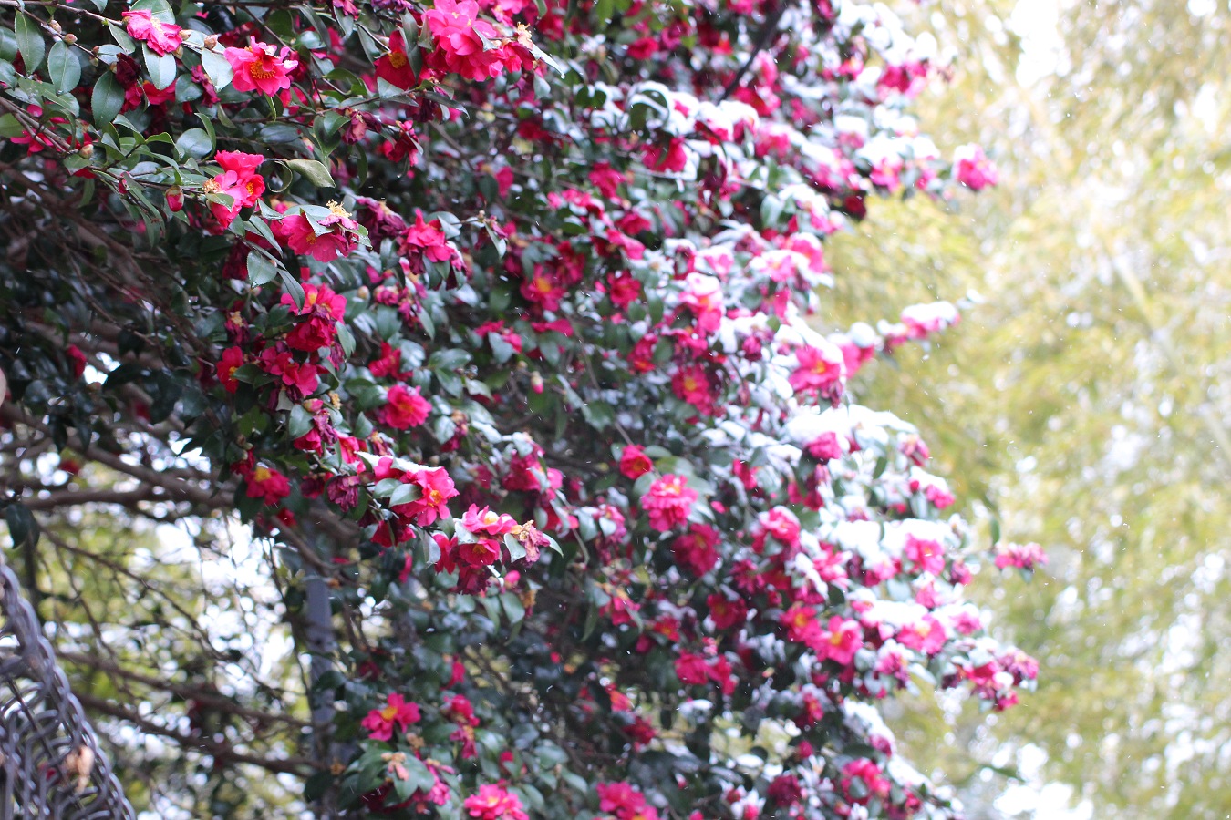 冬をかぶる山茶花