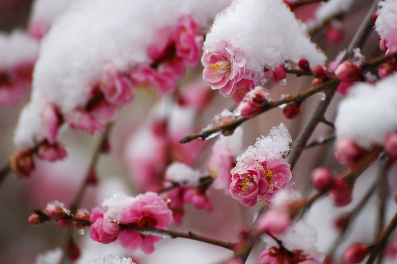 雪をかぶるピンク色の梅の花