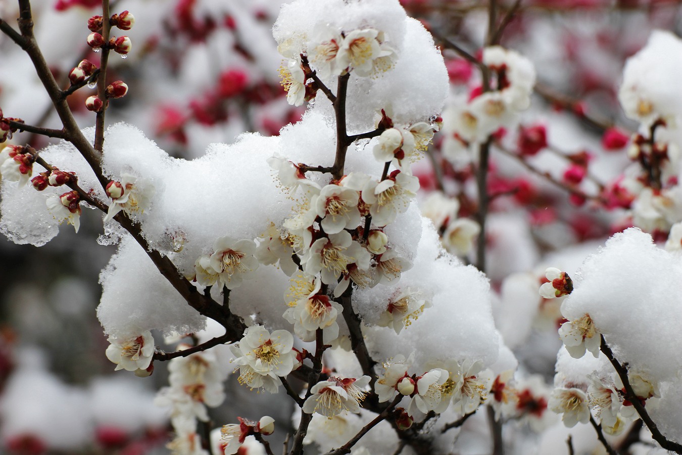雪をかぶる白い梅の花