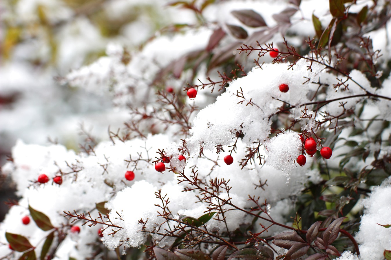 雪をかぶる赤い実