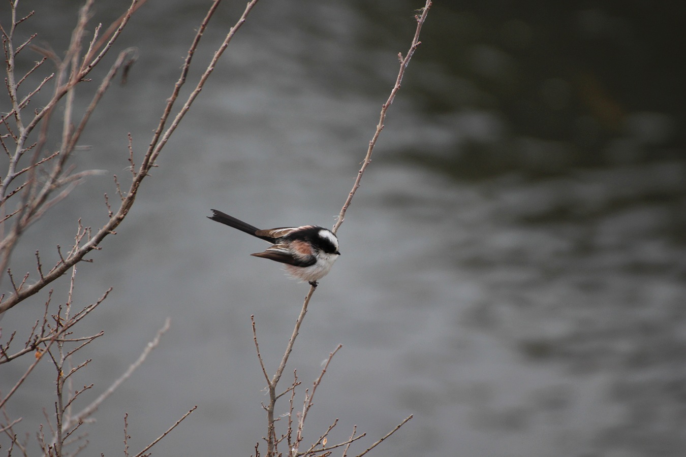 冬木の枝にとまるかわいい野鳥エナガ