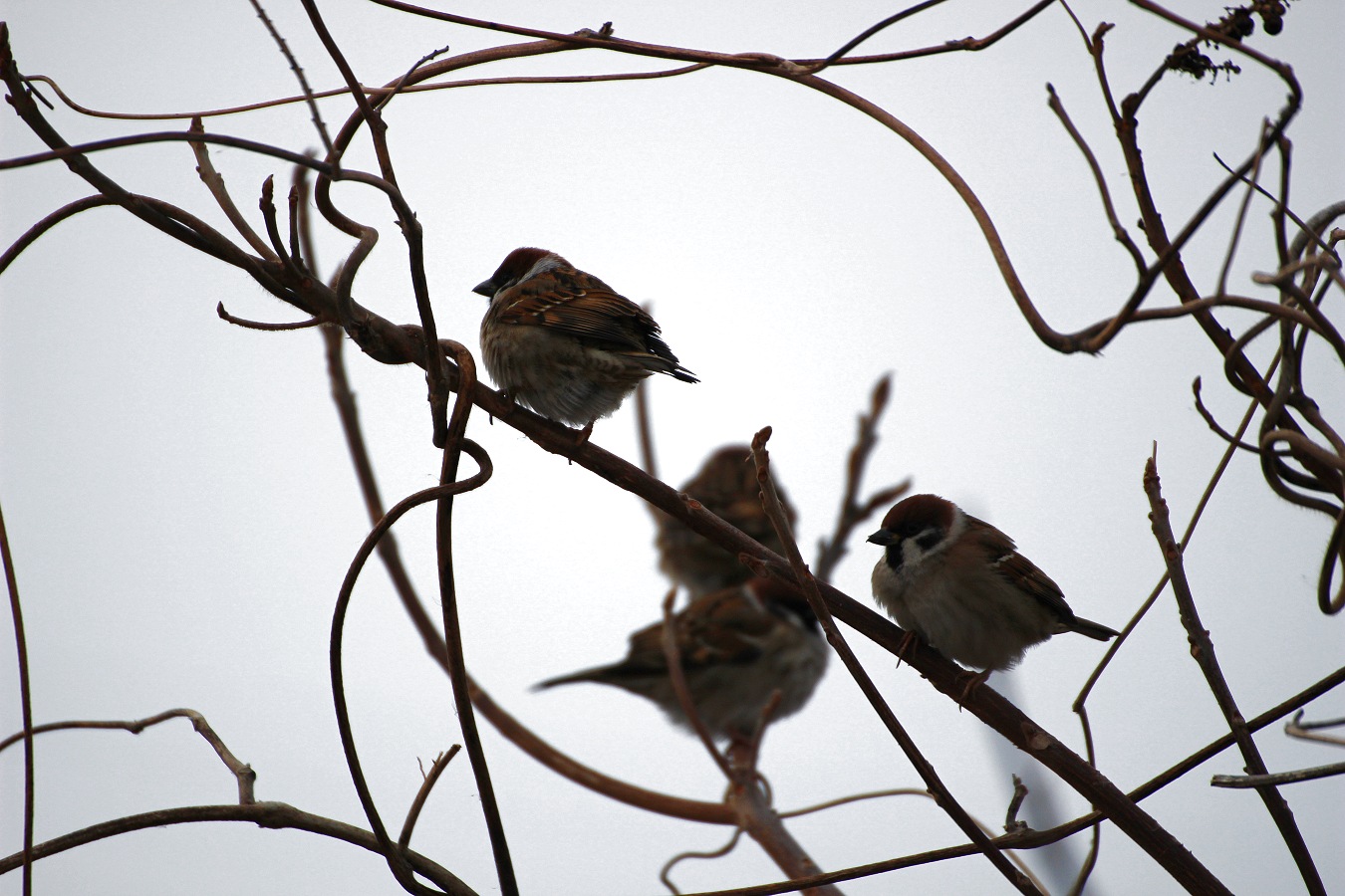 青空の下で冬木にとまるスズメたち
