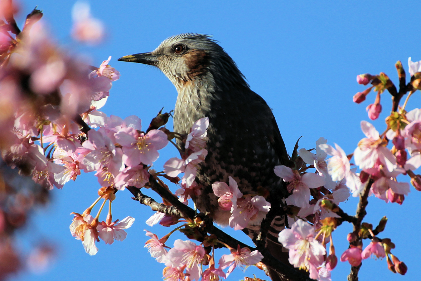 カワヅザクラの木にとまるヒヨドリ
