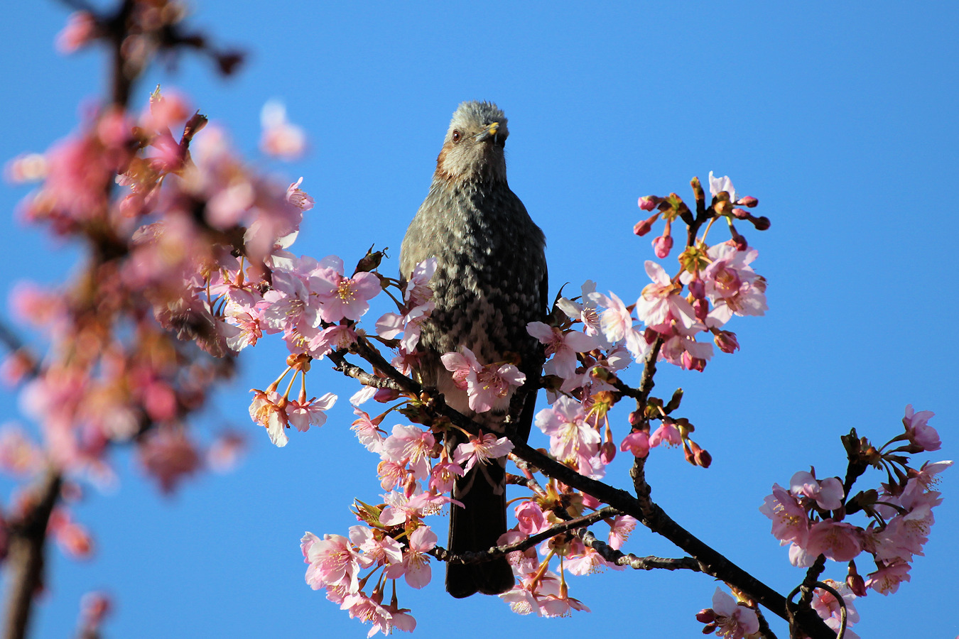 カワヅザクラの木にとまるヒヨドリ